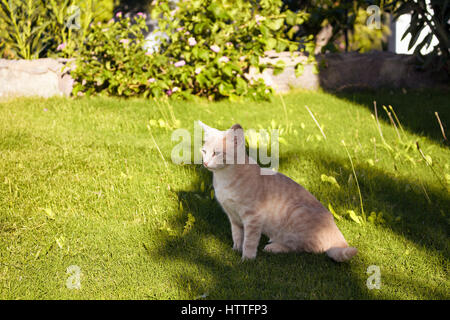 Gelb - weiß (gestreifte) Tabbykatze ruht unter Bäumen Schatten auf Wiese in einem sehr heißen Sommertag in Turkbuku / Bodrum Stadt. Stockfoto