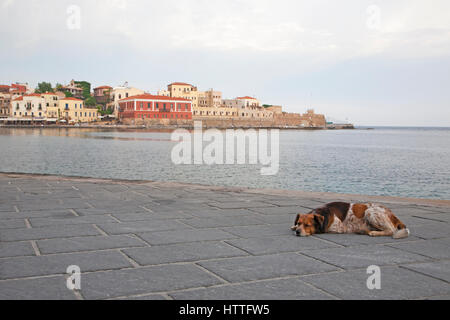 Hund schläft auf Venezianischen Hafen am Wasser in der Altstadt von Chania Stockfoto