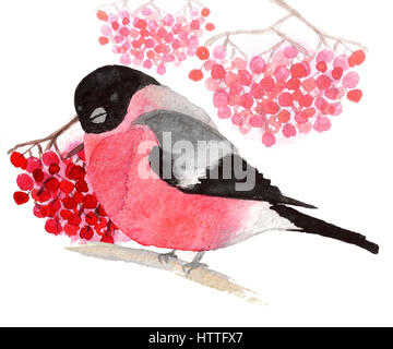Aquarell Gimpel mit Trauben von Rowan auf weißem Hintergrund Stockfoto