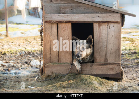 Junge Garde Sentry Hund sitzt auf einer Kette im Zwinger Stockfoto