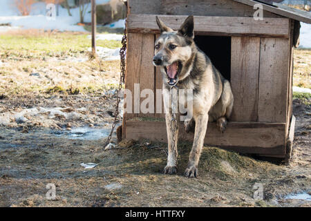 Junge Garde Sentry Hund sitzt auf einer Kette im Zwinger Stockfoto