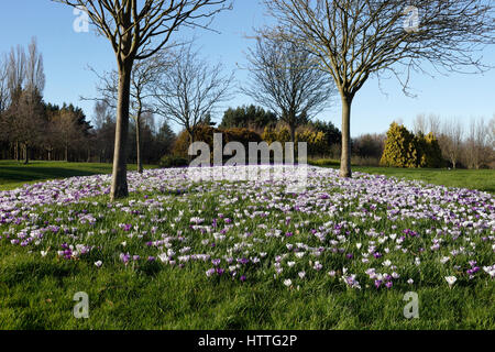 Blühende Krokus im Parkland Frühling Stockfoto