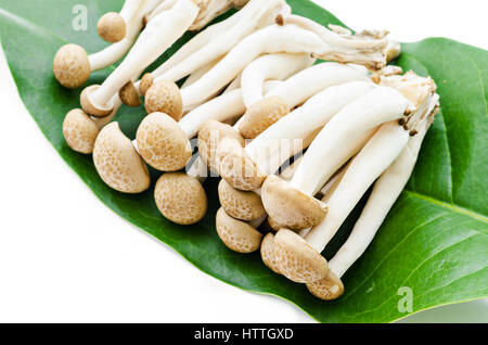 Shimeji Pilze braune Sorten auf grünes Blatt isoliert auf weißem Hintergrund Stockfoto