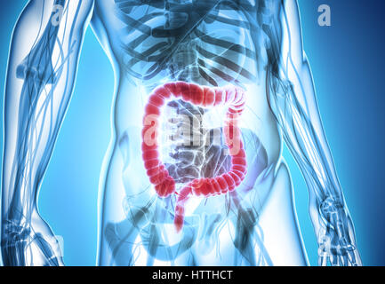 3D Abbildung des Dickdarms, Teil des Verdauungssystems. Stockfoto