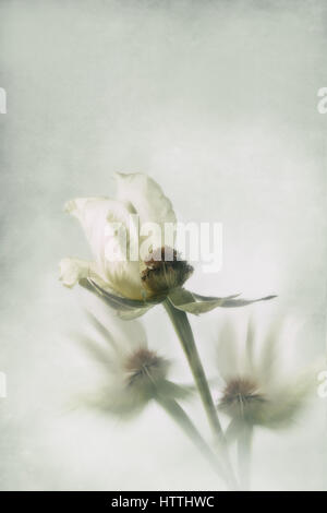 Teil der weißen Rose mit anderen Rosenstiele verschwommen im Hintergrund Stockfoto