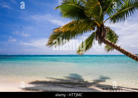 Tropisches Paradiesstrand und Lagune auf der Insel Moorea. Französisch-Polynesien Stockfoto