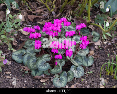 Cyclamen Coum Pflanze mit dunkelrosa Blüten Stockfoto