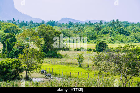 Reis-Dateien vor Rocky Mountains in der Nähe von El Nido, Palawan, Philippinen Stockfoto