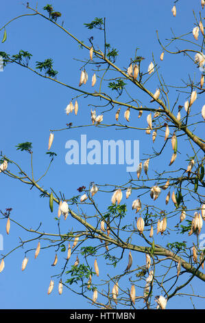 Kapok-Baum, wissenschaftlicher Name ist Ceiba Pentandra, unter blauem Himmel, Kapok Baum Blüte in weiße Blume, diese Blüte Kissen Stockfoto