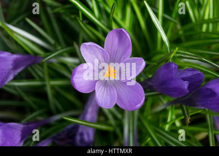 Lila Crocus Frühlingsblume Stockfoto