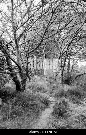 Pinienwald in Cabopino (Dunas de Artola), Marbella, Málaga, Andalusien, Spanien Stockfoto