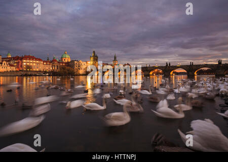 Große Gruppe von Höckerschwäne (Cygnus Olor) auf der Moldau mit der Karlsbrücke im Hintergrund. Prag. Böhmen. Tschechische Republik. Stockfoto