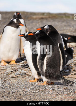 Papua-Pinguin-paar am Meer Stockfoto