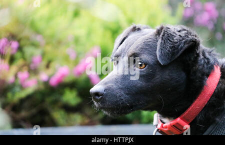 Porträt von schwarzen Patterdale Terrier Hund Stockfoto