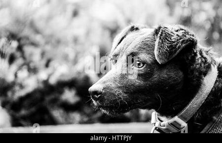 Porträt von schwarzen Patterdale Terrier Hund Stockfoto