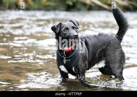 Schwarz Patterdale Terrier Hund, spielen im Bach im Blaenau Ffestiniog, Nordwales Stockfoto