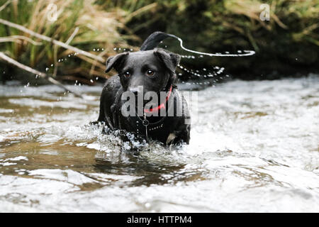 Schwarz Patterdale Terrier Hund, spielen im Bach im Blaenau Ffestiniog, Nordwales Stockfoto