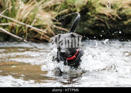 Schwarz Patterdale Terrier Hund, spielen im Bach im Blaenau Ffestiniog, Nordwales Stockfoto