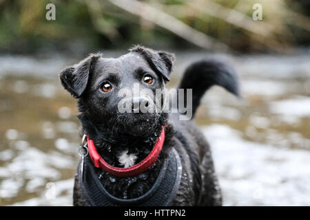 Schwarz Patterdale Terrier Hund, spielen im Bach im Blaenau Ffestiniog, Nordwales Stockfoto