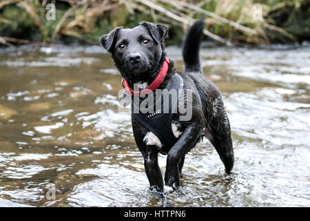 Schwarz Patterdale Terrier Hund, spielen im Bach im Blaenau Ffestiniog, Nordwales Stockfoto