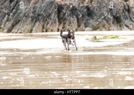 Schwarzer Patterdale Terrier, spielen und laufen an einem Strand in Nord-Wales Stockfoto