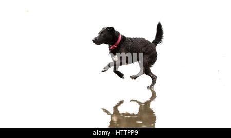 Schwarzer Patterdale Terrier, spielen und laufen an einem Strand in Nord-Wales Stockfoto