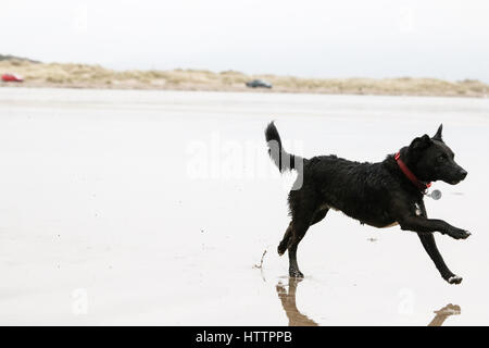 Schwarzer Patterdale Terrier, spielen und laufen an einem Strand in Nord-Wales Stockfoto