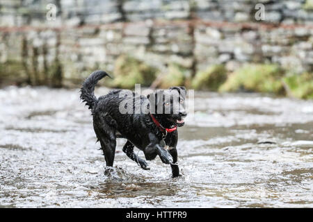 Schwarz Patterdale Terrier Hund, spielen im Bach im Blaenau Ffestiniog, Nordwales Stockfoto