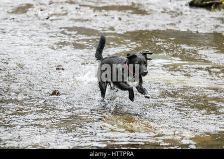 Schwarz Patterdale Terrier Hund, spielen im Bach im Blaenau Ffestiniog, Nordwales Stockfoto