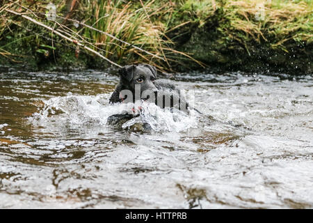 Schwarz Patterdale Terrier Hund, spielen im Bach im Blaenau Ffestiniog, Nordwales Stockfoto