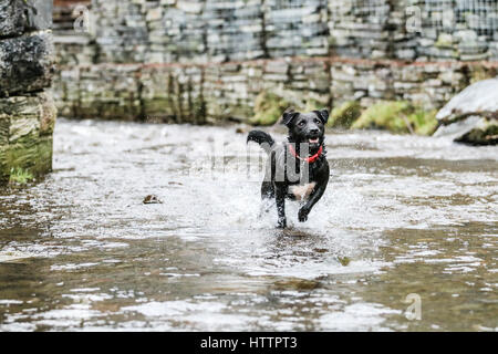 Schwarz Patterdale Terrier Hund, spielen im Bach im Blaenau Ffestiniog, Nordwales Stockfoto