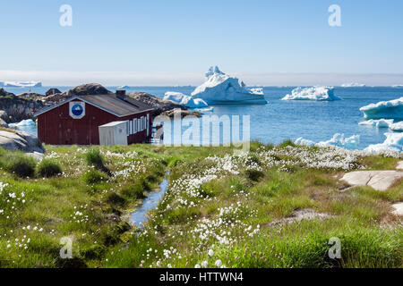 Arktisches Wollgras wächst am Meeresstrand mit Eisbergen von Ilulissat Icefjord schwimmend im Meer vor der Küste in der Disko-Bucht im Sommer. Ilulissat, Grönland Stockfoto