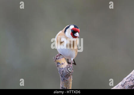 Stieglitz (Zuchtjahr Zuchtjahr) thront auf einem Ast Stockfoto