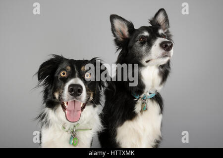 Border Collie Hunde 7 Jahre und 2 Jahre alt Stockfoto