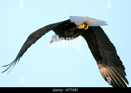Weißkopf-Seeadler fliegen in blauen Himmel, Ansicht von hinten. Stockfoto