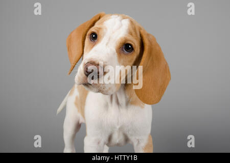 Beagle Puppy - männlich - 10 Wochen - UK. Stockfoto