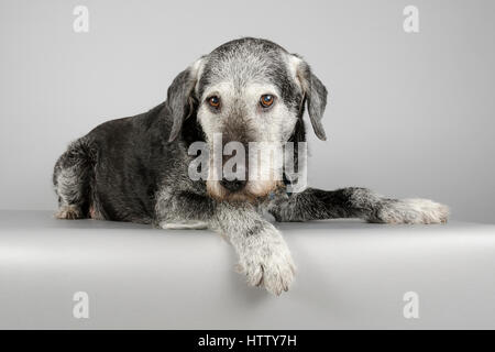 Lab Saluki Lurcher Kreuz - 10 Jahre alt - Männlich Stockfoto