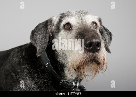 Lab Saluki Lurcher Kreuz - 10 Jahre alt - Männlich Stockfoto