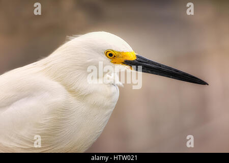 Wilde Reiher auf den Atlantischen Ozean, Florida, USA Stockfoto