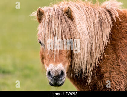 Ein Mini-Pferd direkt in die Kamera schaut. Stockfoto