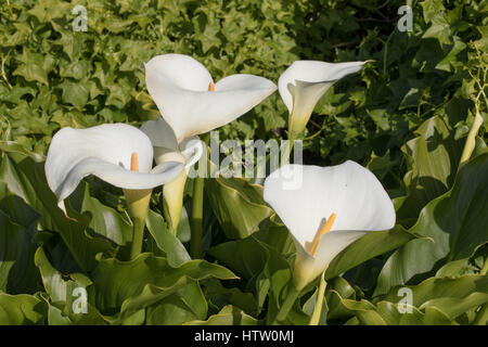 Blätter und Blütenstand von Calla Lilien Stockfoto