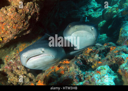 Zwei Weißspitzen-Riffhaie (Triaenodon Obesus) in einer Höhle ruht. Coiba, Panama Stockfoto