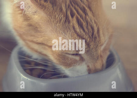 Rote Katze frisst Lebensmittel aus Schüssel in enger Stockfoto
