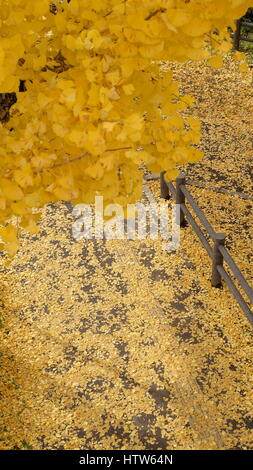 Gelbe Ginkgo Blätter im Vordergrund mit Hintergrund voller gelber Ginkgo Blätter im Herbst, Japan. Stockfoto