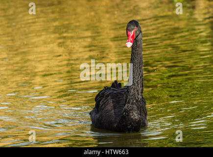 Black Swan auf dem See bei Chartwell, Kent, UK Stockfoto