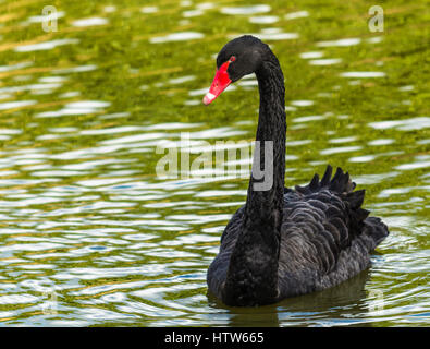 Black Swan auf dem See bei Chartwell, Kent, UK Stockfoto