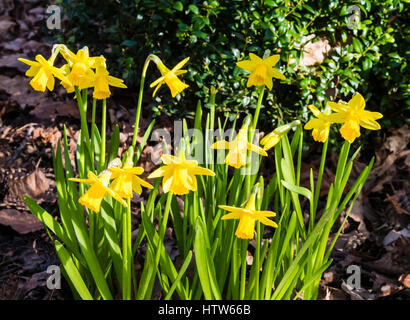 Kleine Büschel von Zwerg Narzissen im Garten Nord London, UK Stockfoto