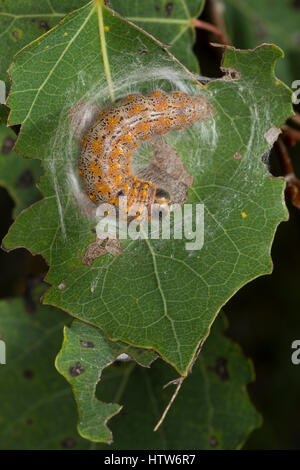 Erpelschwanz, Erpelschwanz-Raufußspinner, Erpelschwanz-Rauhfußspinner, Raupe eine Zitterpappel, Clostera Curtula, Schokolade-Tip, Raupe, Le Courtau Stockfoto