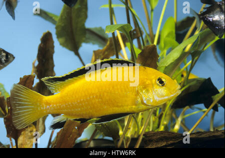 Gelber Maulbrüter, Gelber Malawi, Gelber Labidochromis, Goldener Labidochromis, Labidochromis Yellow, Malawi-Buntbarsch, Zuchtform, Labidochromis Caer Stockfoto