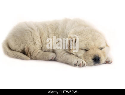 vier Wochen alten Welpen schlafen Seite erschossen auf einem weißen Hintergrund isoliert, ist Welpe, flauschig und in der Farbe Creme, Stockfoto